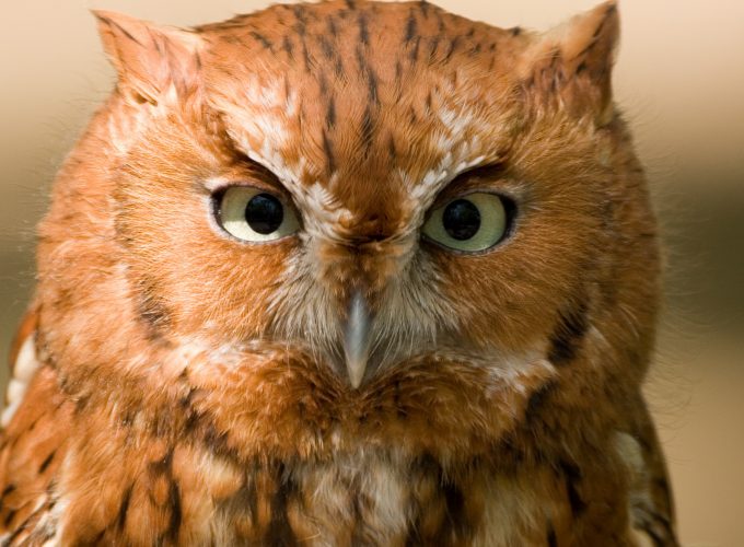 Wallpaper Owl, Eastern Screech, 5k, 4k wallpaper, red, bird, eyes, green, close, nature, Animals 3799013486